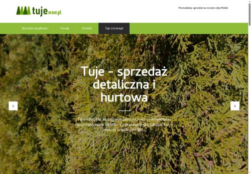 Hurtownia sadzonek tuj 